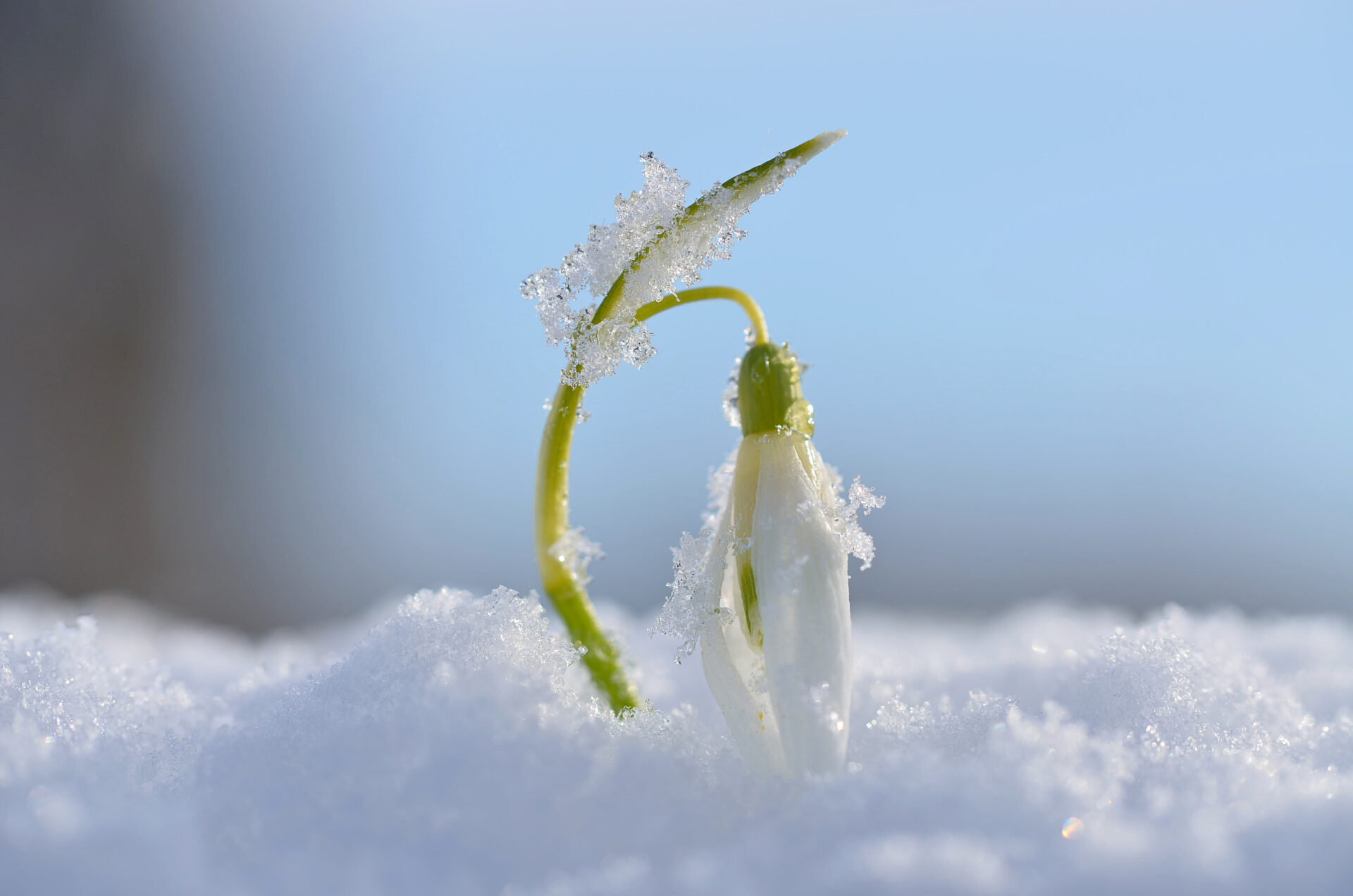 髪飾り 成人式 つまみ細工|後悔する前に知るべき選び方の罠